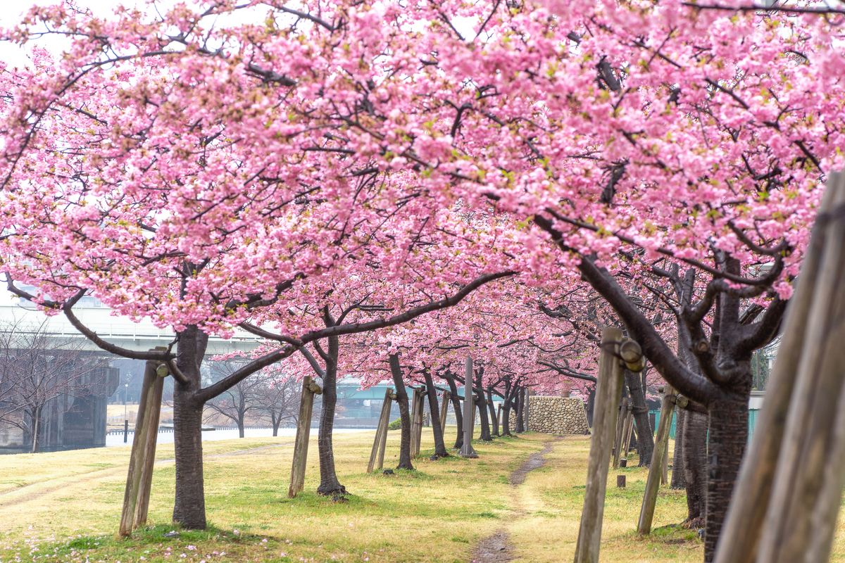 千葉の花見スポット：最高の桜の鑑賞スポット